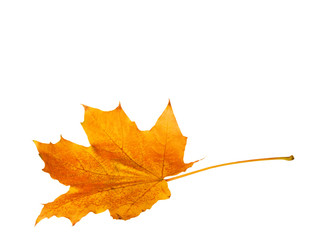 .Autumn maple leaf isolated on white background..