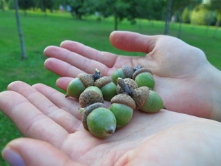 Acorns in the hands of the girl, green acorns with a hat close-up