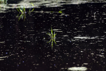 stalks of green grass floating on the dark surface of a forest lake