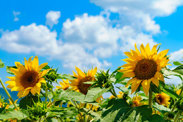 花物語：故郷の夏休み風景