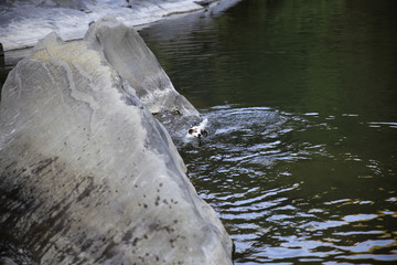 Jack Russell Terrier