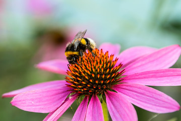 Bumblebee on a flower