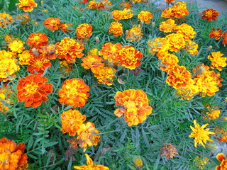 Yellow flowers