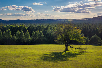 Tree on the meadow in Roztoczanski National Park, Lubelskie, Poland