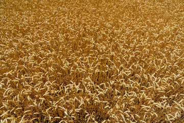 Background of the ripe yellow wheat. Agricultural concept