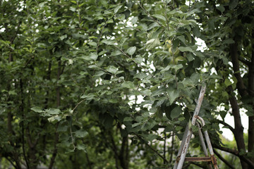 Metal ladder in the garden near the apple tree. Summer, harvesting