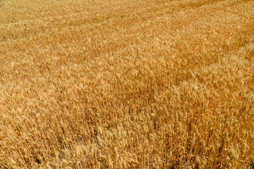 Background of the ripe yellow wheat. Agricultural concept