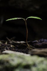 Seedling 