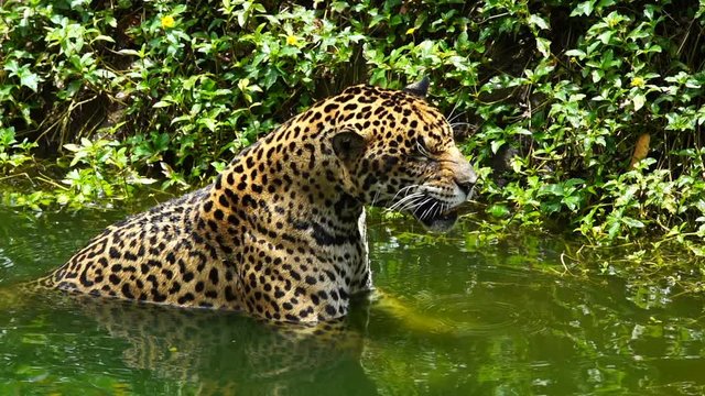 Slow-motion of jaguar playing and swimming in pond