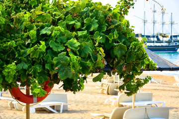 Ship on the sea at Sandy beach with  umbrellas and sun beds in the summer at dawn