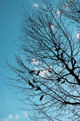 Shoes hanging high above in a tree