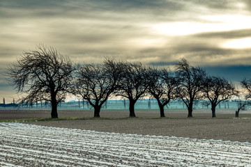 Baumreihe an einem Wintermorgen