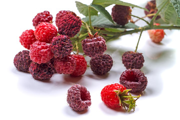 Branch with ripe raspberries on white