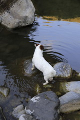 Fototapeta premium Jack Russell Terrier