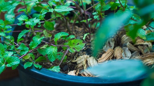 Peppermint planted in the pot, Urban aricultural concept.