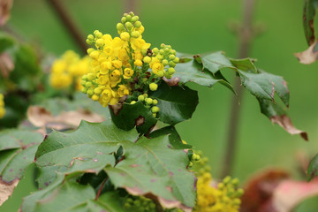 Gewöhnliche Mahonie