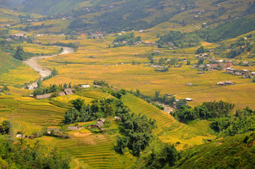 Fototapeta na wymiar Landscape of golden rice terraced field in harvest season at Sapa in vietnam