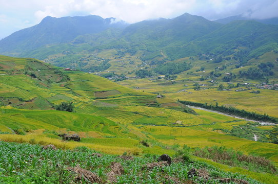 Landscape of golden rice terraced field in harvest season at Sapa in vietnam