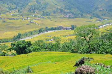 Landscape of golden rice terraced field in harvest season at Sapa in vietnam