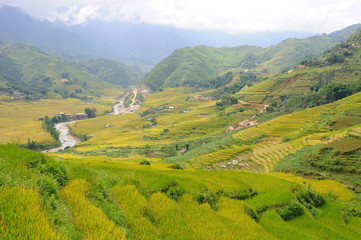 Obraz premium Landscape of golden rice terraced field in harvest season at Sapa in vietnam