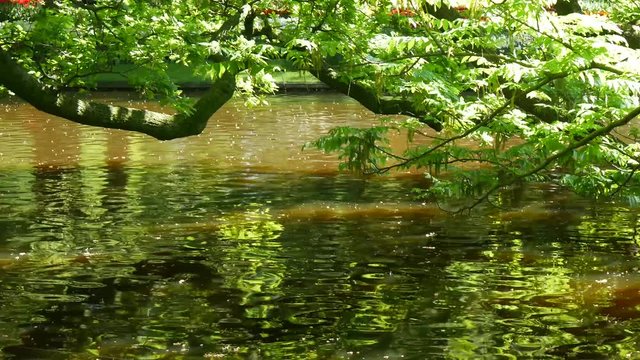 Parco botanico Keukenhof in Olanda