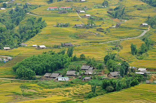 Landscape of golden rice terraced field in harvest season at Sapa in vietnam