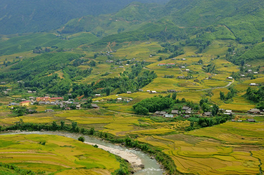 Landscape of golden rice terraced field in harvest season at Sapa in vietnam