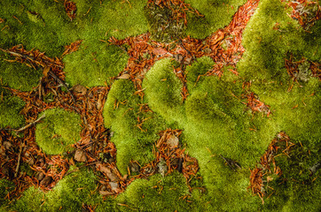 Abstract closeup photo of green moss. Natural backround texture. Ecology concept of clear environment. Taken at spring day at Carpathian mountains, Ukraine