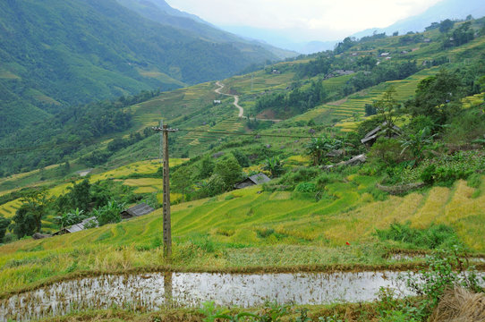 Landscape of golden rice terraced field in harvest season at Sapa in vietnam