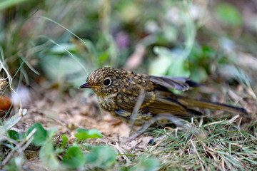 Vogel im Gras