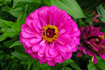 Gerber pink  flower