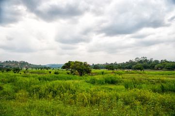 Fototapeta na wymiar Tropical landscape on cloudy sky in boca de valeria, brazil. Green trees on summer meadow, tropical. Wild tropical nature. Ecology and environment. Wanderlust and vacation in tropical places