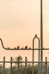 Sparrow birds on a fence at a sunset (Jezero Modrac, Prokosovici, Bosnia)
