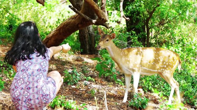 girl feeds deer