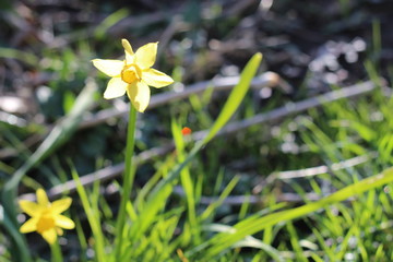Daffodil Background