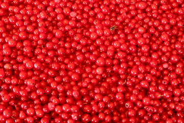 background. ripe juicy red currant berries. the view from the top
