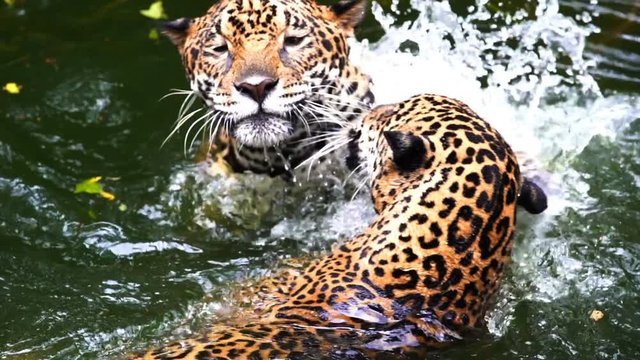 Slow-motion of Two jaguar playing and swimming in pond
