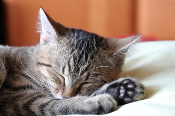 young tomcat relaxing