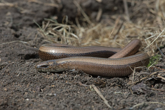 Slow Worm (Anguis fragilis)/Slow Worm discovered under refugia