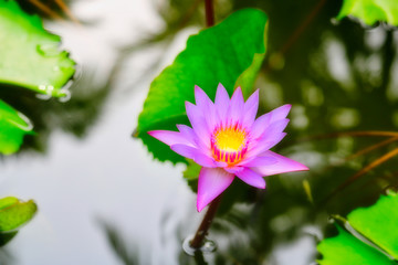 Dieses tolle Bild zeigt eine aufgeblühte lila Lotusblüte. im hintergrund sieht man den teich und ein wunderschönes grünes blatt Das bild wurde auf den Malediven aufgenommen.