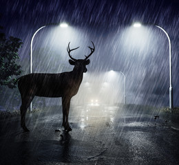 Fototapeta premium Niebezpieczeństwo przejścia jelenia - jeleń patrzy w reflektory nadjeżdżającego samochodu