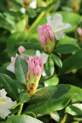 Rhododendronblüte