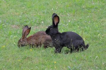 young rabbits