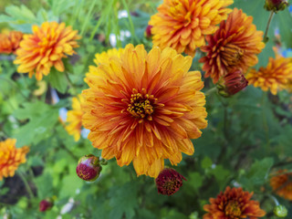 Chrysanthemum flowers. Garden flowers in the garden