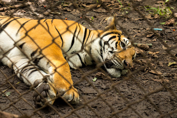 Bengal tiger sleeping on the dirt ground,Panthera tigris.