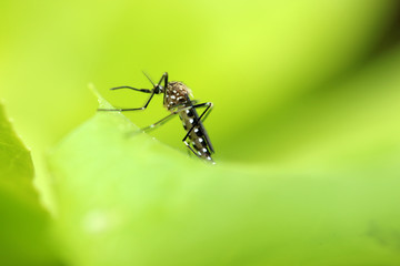 Asiatische Buschmücke