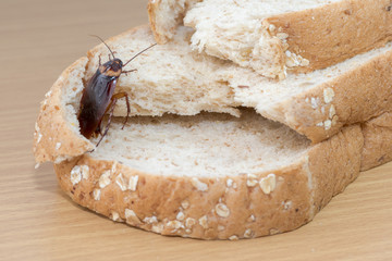 Close up of cockroach on a Whole wheat bread