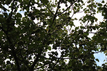 Tree Branches
