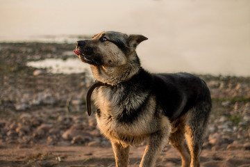 Dog on the beach