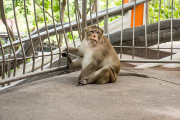 A funny and cute fat monkey is sitting on the ground.